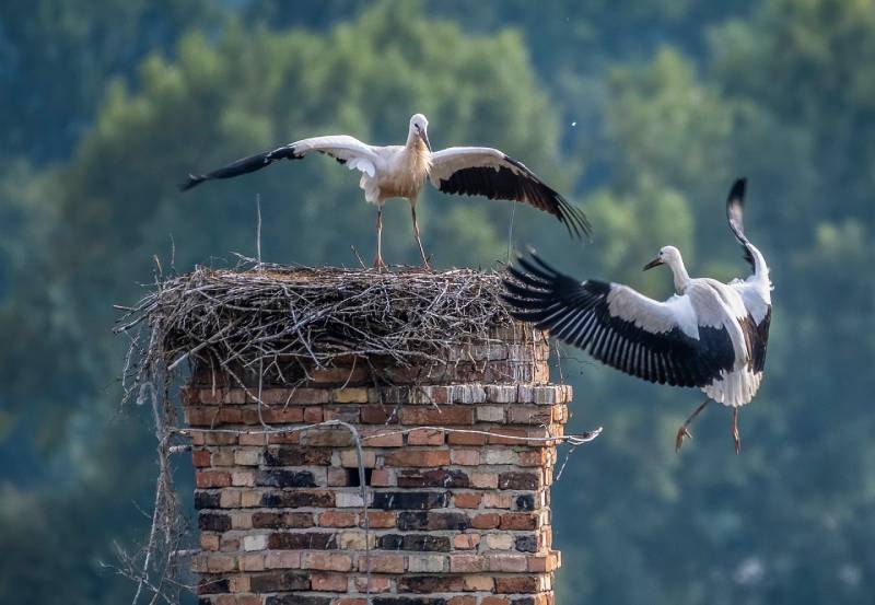 Professional Chimney Animal Removal Services in Walkersville, Maryland
