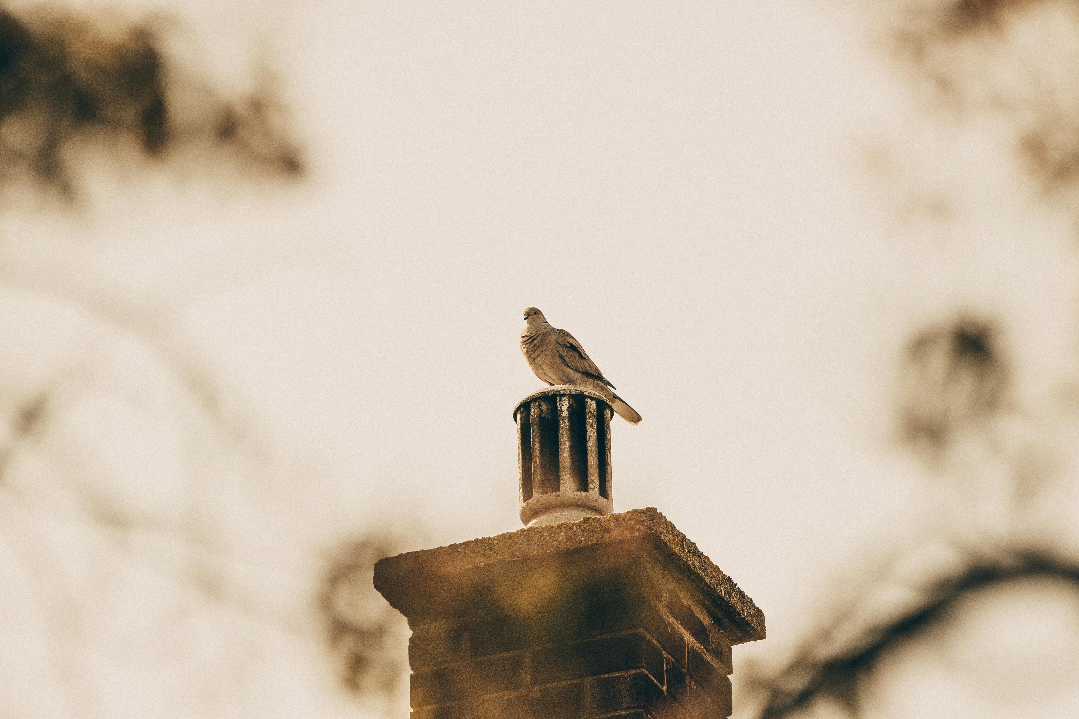 Quality Chimney Caps and Dampers Installation in Walkersville, MD Professional Chimney Cap and Damper In Walkersville Maryland